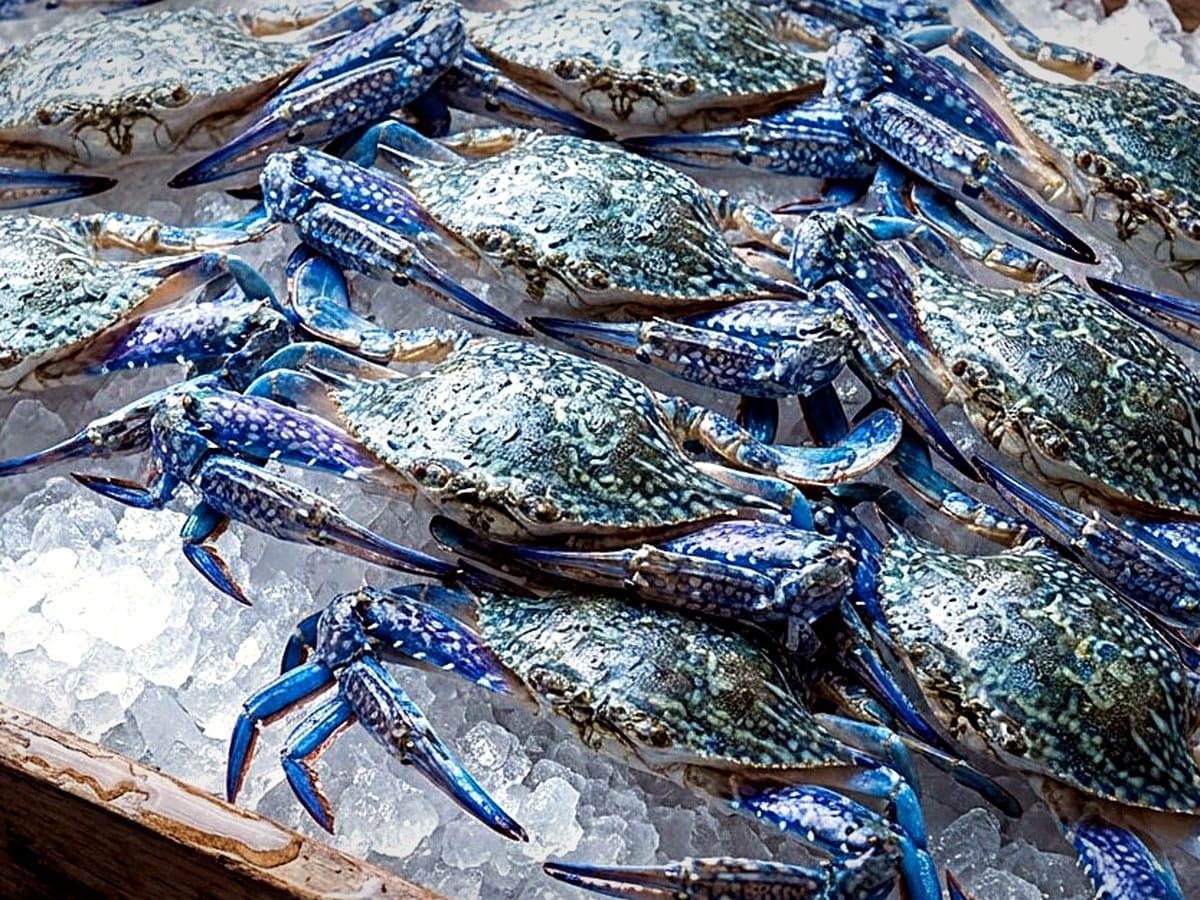 Blue Swimming Crab