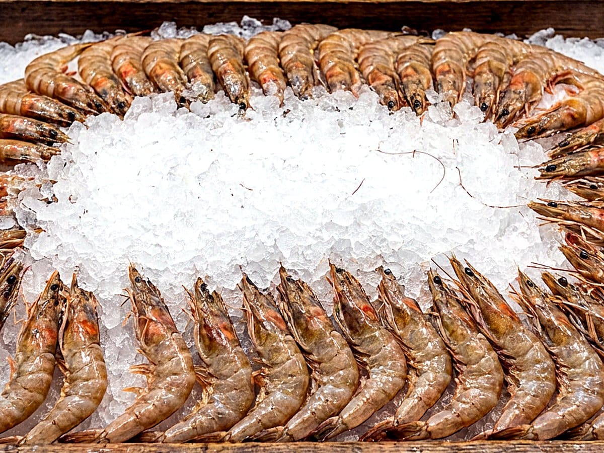 Brown Shrimp