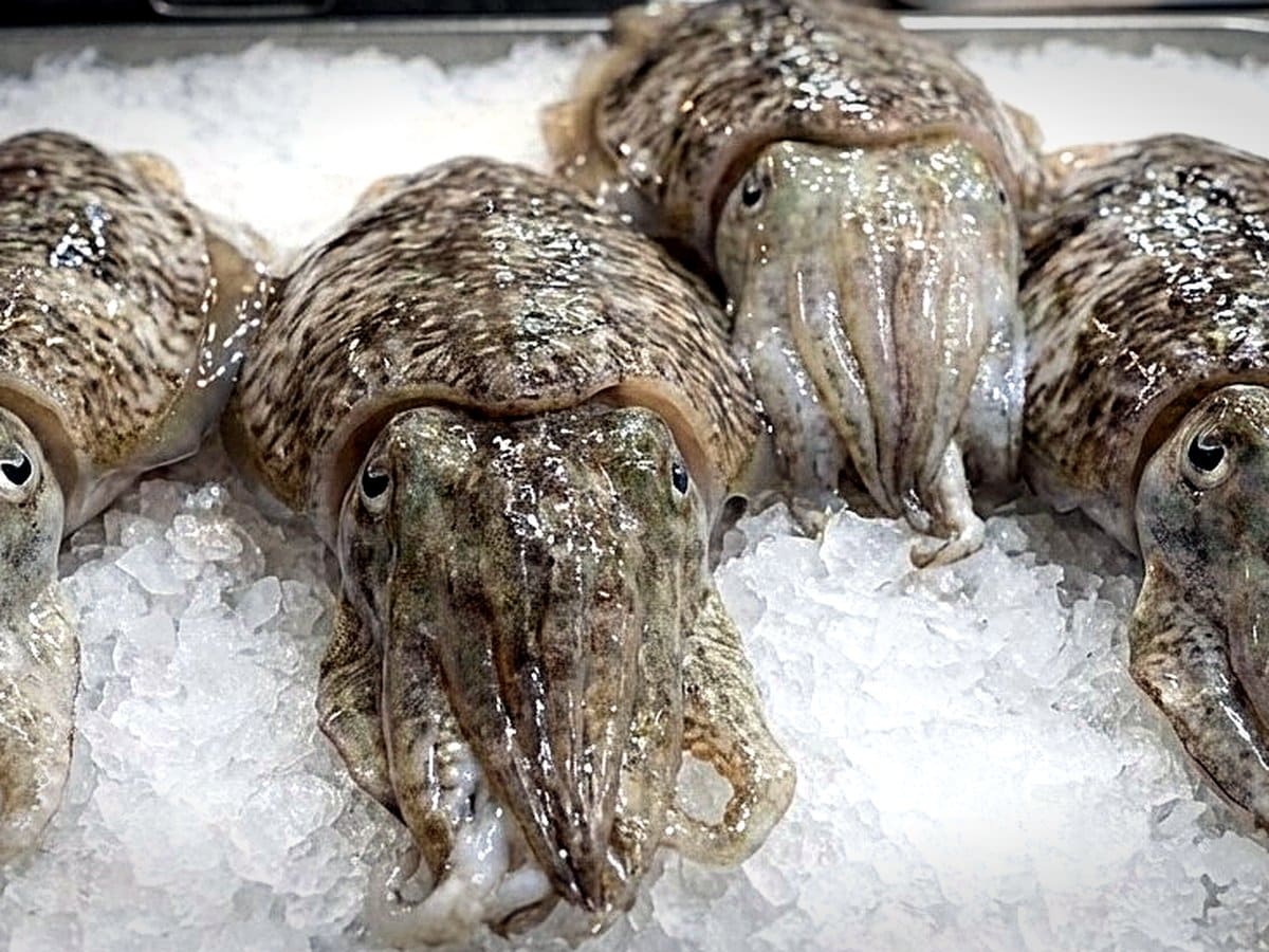 Cuttlefish