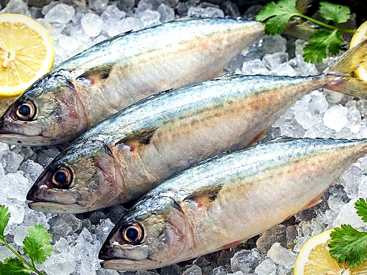 Indian Mackerel (Bangra)
