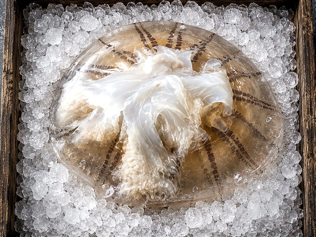 Jellyfish