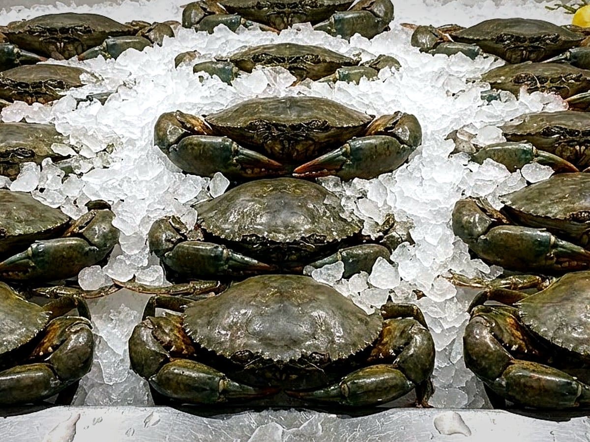 Mud Crab