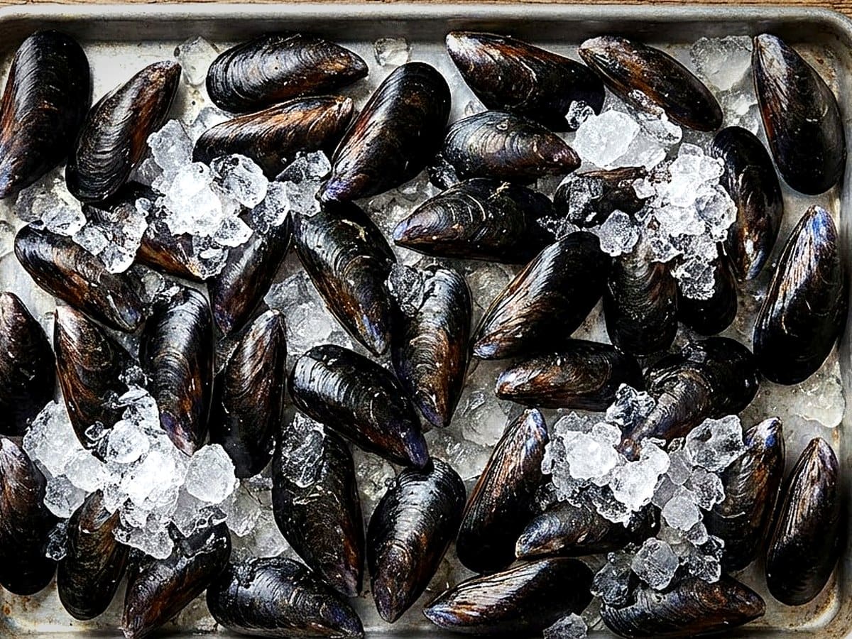Mussels