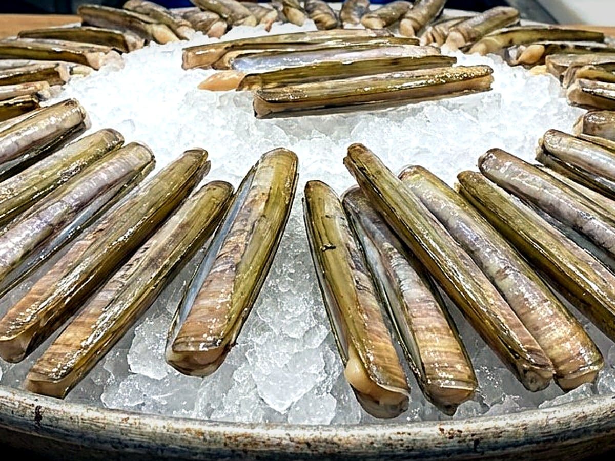 Razor Clam