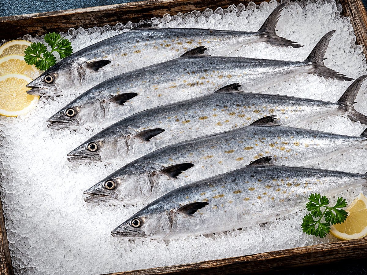 Spanish Mackerel
