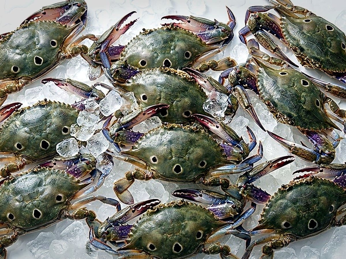 Three-Spot Swimming Crab