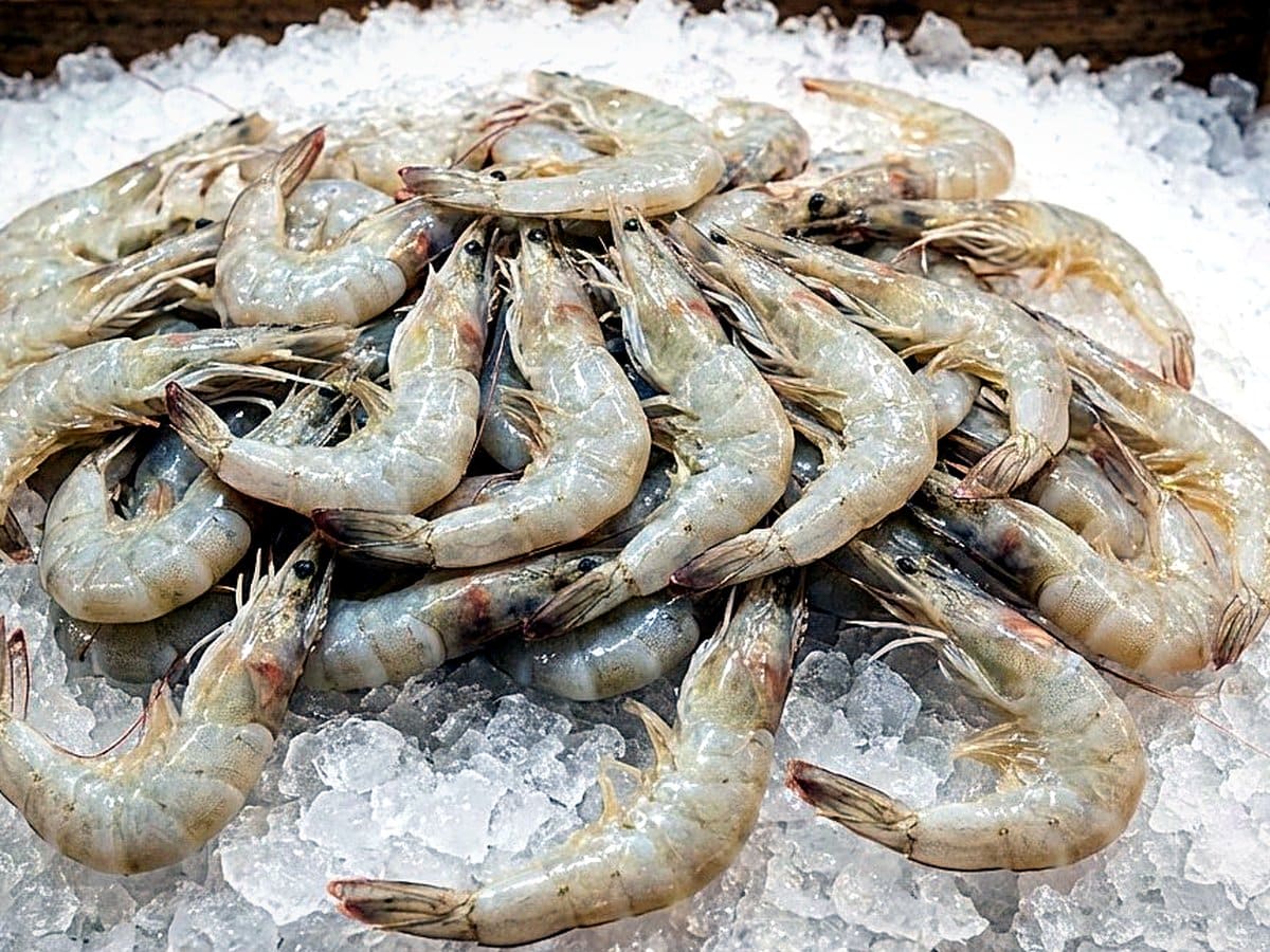 White / King Prawn